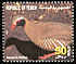 Philby's Partridge Alectoris philbyi  1996 Birds 
