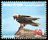 Bearded Vulture Gypaetus barbatus  1996 Birds 