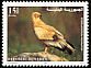Egyptian Vulture Neophron percnopterus  1998 Birds of Yemen 
