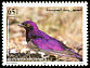 Violet-backed Starling Cinnyricinclus leucogaster  1998 Birds of Yemen 
