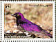 Violet-backed Starling Cinnyricinclus leucogaster  1998 Birds of Yemen Sheet