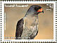 Dark Chanting Goshawk Melierax metabates