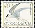 Common Tern Sterna hirundo  1984 Birds 