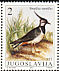 Northern Lapwing Vanellus vanellus  1991 Protected birds Strip