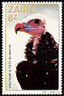 White-headed Vulture Trigonoceps occipitalis  1982 Birds 