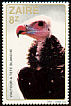 White-headed Vulture Trigonoceps occipitalis