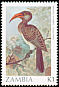 Bradfield's Hornbill Lophoceros bradfieldi