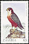 Taita Falcon Falco fasciinucha