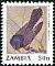 Retz's Helmetshrike Prionops retzii  1990 Birds 