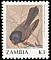 Retz's Helmetshrike Prionops retzii  1991 Birds 