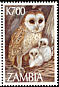 Western Barn Owl Tyto alba