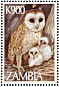 Western Barn Owl Tyto alba