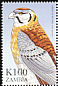 American Kestrel Falco sparverius