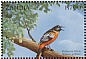 Baltimore Oriole Icterus galbula