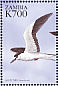 Sooty Tern Onychoprion fuscatus
