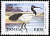 African Sacred Ibis Threskiornis aethiopicus