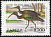 Glossy Ibis Plegadis falcinellus  1999 Definitives 