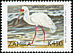 African Spoonbill Platalea alba  1999 Definitives 