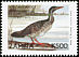 African Finfoot Podica senegalensis  1999 Definitives 