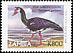 Spur-winged Goose Plectropterus gambensis  1999 Definitives 