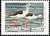 Black-winged Stilt Himantopus himantopus  1999 Definitives 