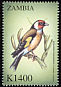 European Goldfinch Carduelis carduelis