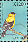 American Goldfinch Spinus tristis