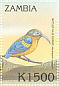 Common Sunbird-Asity Neodrepanis coruscans