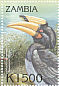 Malabar Pied Hornbill Anthracoceros coronatus