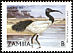 African Sacred Ibis Threskiornis aethiopicus