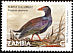 African Swamphen Porphyrio madagascariensis  2001 Definitives 