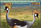 Grey Crowned Crane Balearica regulorum