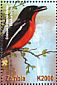 Crimson-breasted Shrike Laniarius atrococcineus