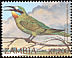 Blue-cheeked Bee-eater Merops persicus