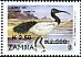 African Sacred Ibis Threskiornis aethiopicus