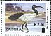 African Sacred Ibis Threskiornis aethiopicus