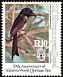 Aldabra Drongo Dicrurus aldabranus