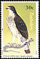 African Hawk-Eagle Aquila spilogaster