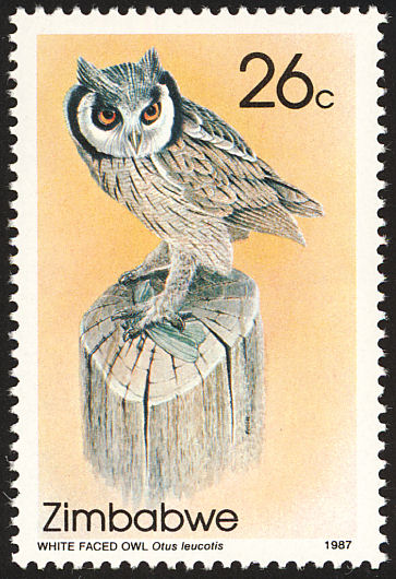 scope別注　Northern Owl White 9+ Hundred Northern White Faced Owl Royalty-Free Images