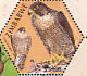 Peregrine Falcon  Falco peregrinus