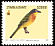 Grey-headed Bushshrike Malaconotus blanchoti