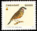 Cut-throat Finch Amadina fasciata