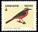 White-browed Robin-Chat Cossypha heuglini